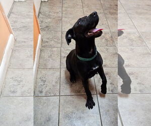 Labrador Retriever-Unknown Mix Dogs for adoption in Oakhurst, NJ, USA