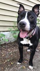 American Pit Bull Terrier Dogs for adoption in Cincinnati, OH, USA