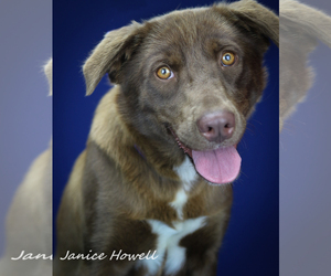 Lab-Pointer Dogs for adoption in Tupelo, MS, USA