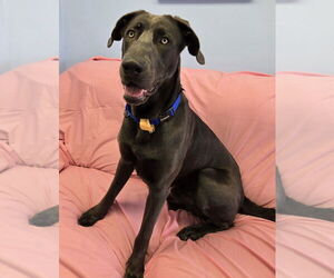 Unknown-Weimaraner Mix Dogs for adoption in Cliffwood, NJ, USA