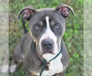 American Pit Bull Terrier Dogs for adoption in Norfolk, VA, USA