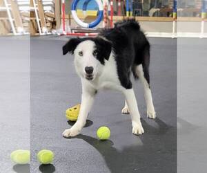 Border Collie Dogs for adoption in Highland, IL, USA