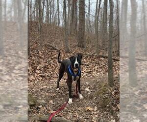 American Pit Bull Terrier Dogs for adoption in Derwood, MD, USA