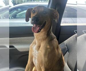 Mutt Dogs for adoption in San Antonio, TX, USA