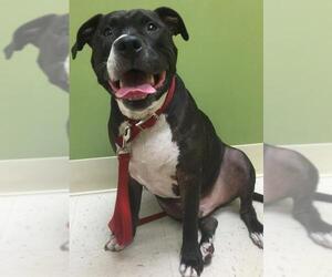 American Staffordshire Terrier-Bulldog Mix Dogs for adoption in west Palm Beach, FL, USA