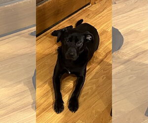 Labrador Retriever-Unknown Mix Dogs for adoption in Plainfield, IL, USA