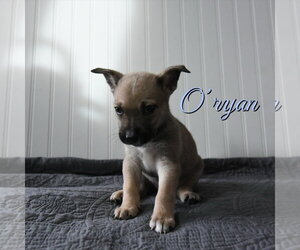 Mutt Dogs for adoption in Sandy, UT, USA