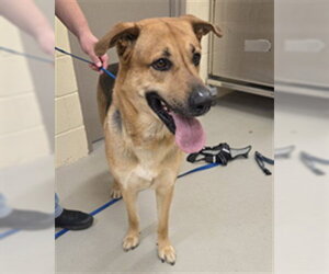 German Shepherd Dog-Unknown Mix Dogs for adoption in Sanford, FL, USA