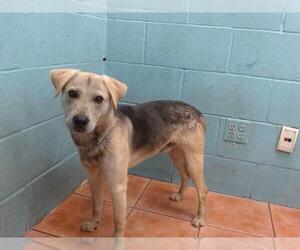 German Shepherd Dog-Unknown Mix Dogs for adoption in Downey, CA, USA