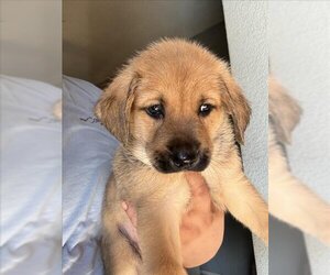 Golden Retriever Dogs for adoption in San Antonio, TX, USA