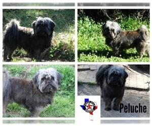 Shih Tzu Dogs for adoption in Longview, TX, USA