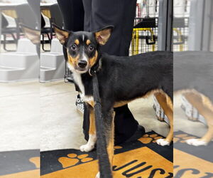 Mutt Dogs for adoption in Pierceton , IN, USA