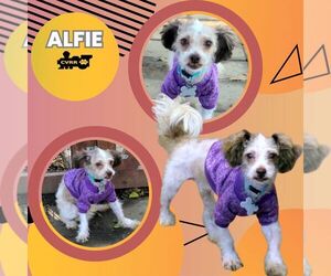 Maltese-Unknown Mix Dogs for adoption in Lindsay, CA, USA