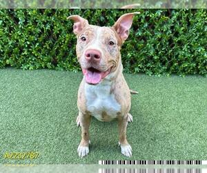 American Pit Bull Terrier-Catahoula Leopard Dog Mix Dogs for adoption in West Palm Beach, FL, USA