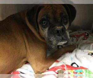 Boxer Dogs for adoption in Riverside, CA, USA