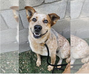 Mutt Dogs for adoption in Lakewood, CO, USA