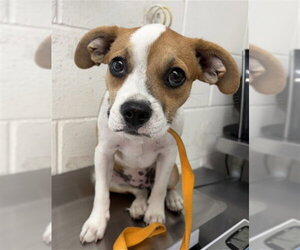 Boxer-Unknown Mix Dogs for adoption in San Bernardino, CA, USA