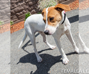 Labrador Retriever Dogs for adoption in Sterling, MA, USA