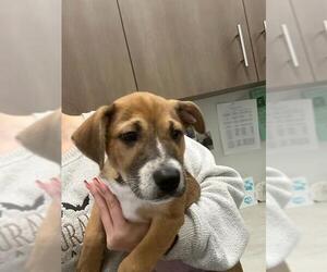 Labrador Retriever Dogs for adoption in Baytown, TX, USA