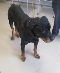 Rottweiler Dogs for adoption in Johnson City, TN, USA