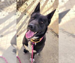 - Mix Dogs for adoption in Sacramento, CA, USA