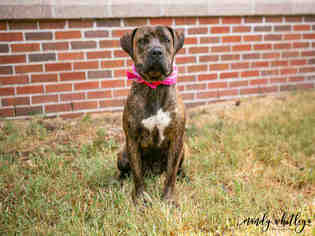 American Staffordshire Terrier Dogs for adoption in Murfreesboro, TN, USA