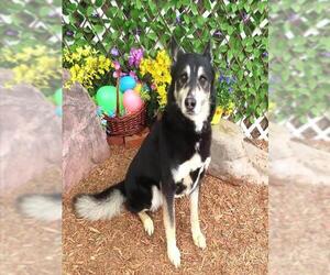 Siberian Husky Dogs for adoption in Oklahoma City, OK, USA