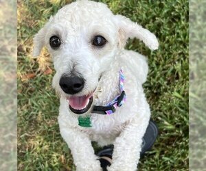 Poodle (Miniature) Dogs for adoption in Magnolia, TX, USA