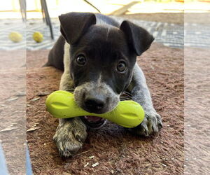 Mutt Dogs for adoption in Garden City, NY, USA