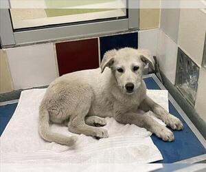 German Shepherd Dog-Unknown Mix Dogs for adoption in Plano, TX, USA