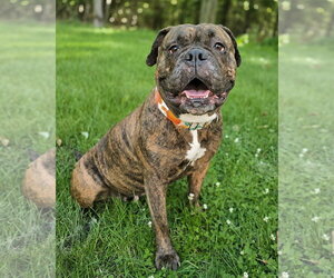 Mastiff Dogs for adoption in Westminster, MA, USA