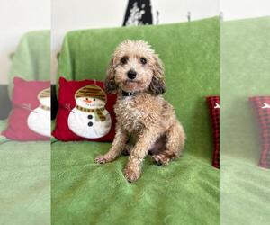 Poodle (Toy) Dogs for adoption in Kansas City, MO, USA
