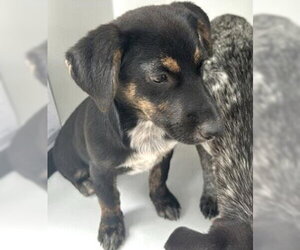 Blue Lacy-Unknown Mix Dogs for adoption in Houston, TX, USA