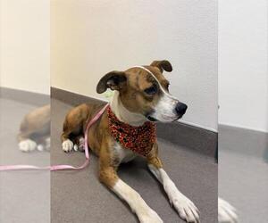 Catahoula Leopard Dog-Unknown Mix Dogs for adoption in HESPERIA, CA, USA