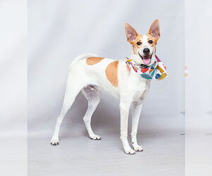 Mutt Dogs for adoption in Sanford, FL, USA
