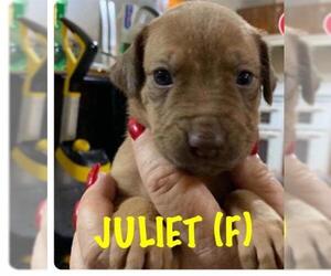 Medium Photo #1 Labrottie Puppy For Sale in pomfret, CT, USA