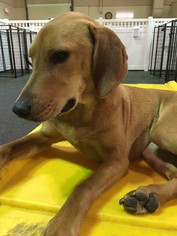 Dachshund-Labrador Retriever Mix Dogs for adoption in Chantilly, VA, USA