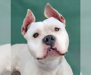 American Pit Bull Terrier Dogs for adoption in Pasadena, CA, USA