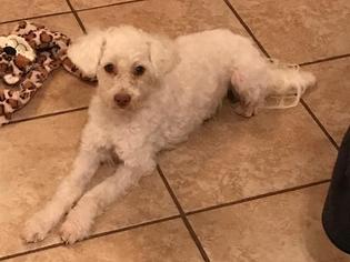 Poodle (Toy) Dogs for adoption in San Antonio, TX, USA