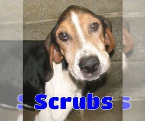Treeing Walker Coonhound Dogs for adoption in Lawrenceburg, KY, USA