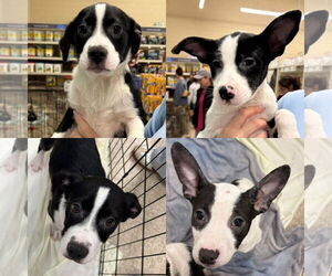 Mutt Dogs for adoption in Jackson Township, NJ, USA