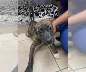 American Staffordshire Terrier-Unknown Mix Dogs for adoption in Tallahassee, FL, USA