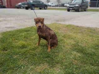 Medium Photo #1 Staffordshire Bull Terrier Puppy For Sale in Rosenberg, TX, USA