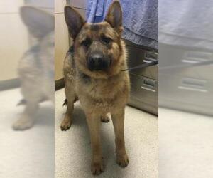 German Shepherd Dog-Unknown Mix Dogs for adoption in Riverside, CA, USA