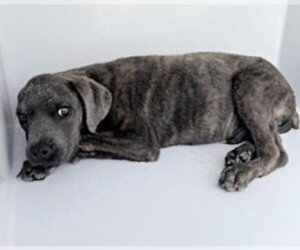 Medium Photo #2 Mutt Puppy For Sale in Houston, TX, USA