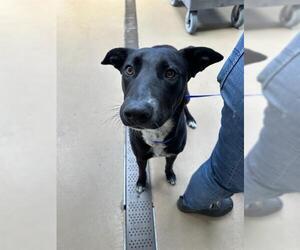 American Pit Bull Terrier-Labrador Retriever Mix Dogs for adoption in Chula Vista, CA, USA