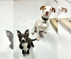 Mutt Dogs for adoption in New London, WI, USA