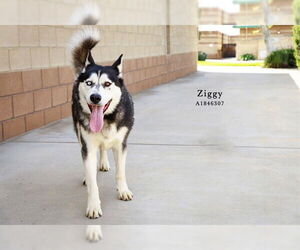 Siberian Husky Dogs for adoption in Riverside, CA, USA