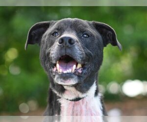 Small American Pit Bull Terrier