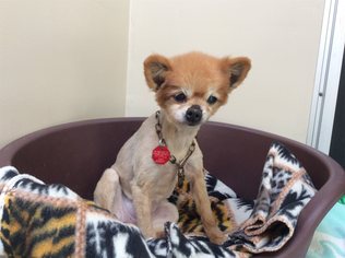 Pomeranian Dogs for adoption in pomona, CA, USA